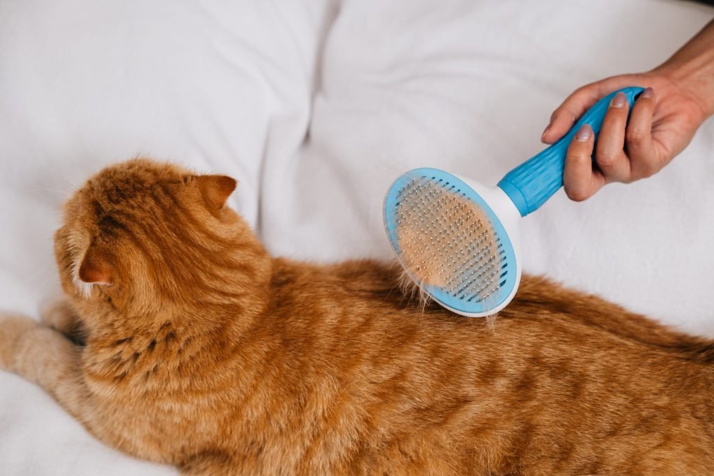Pet Brush