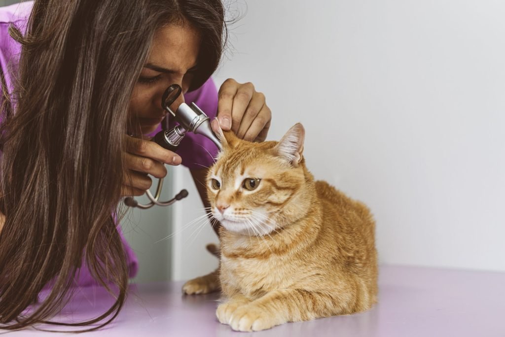 Pet Ear Cleaner