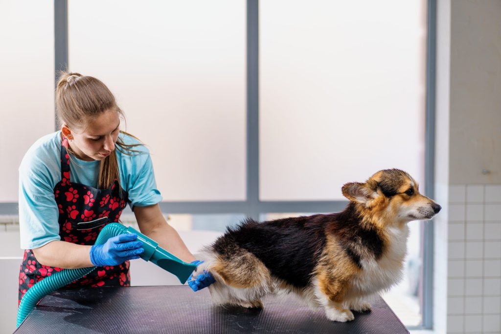 Pet Flea Treatment